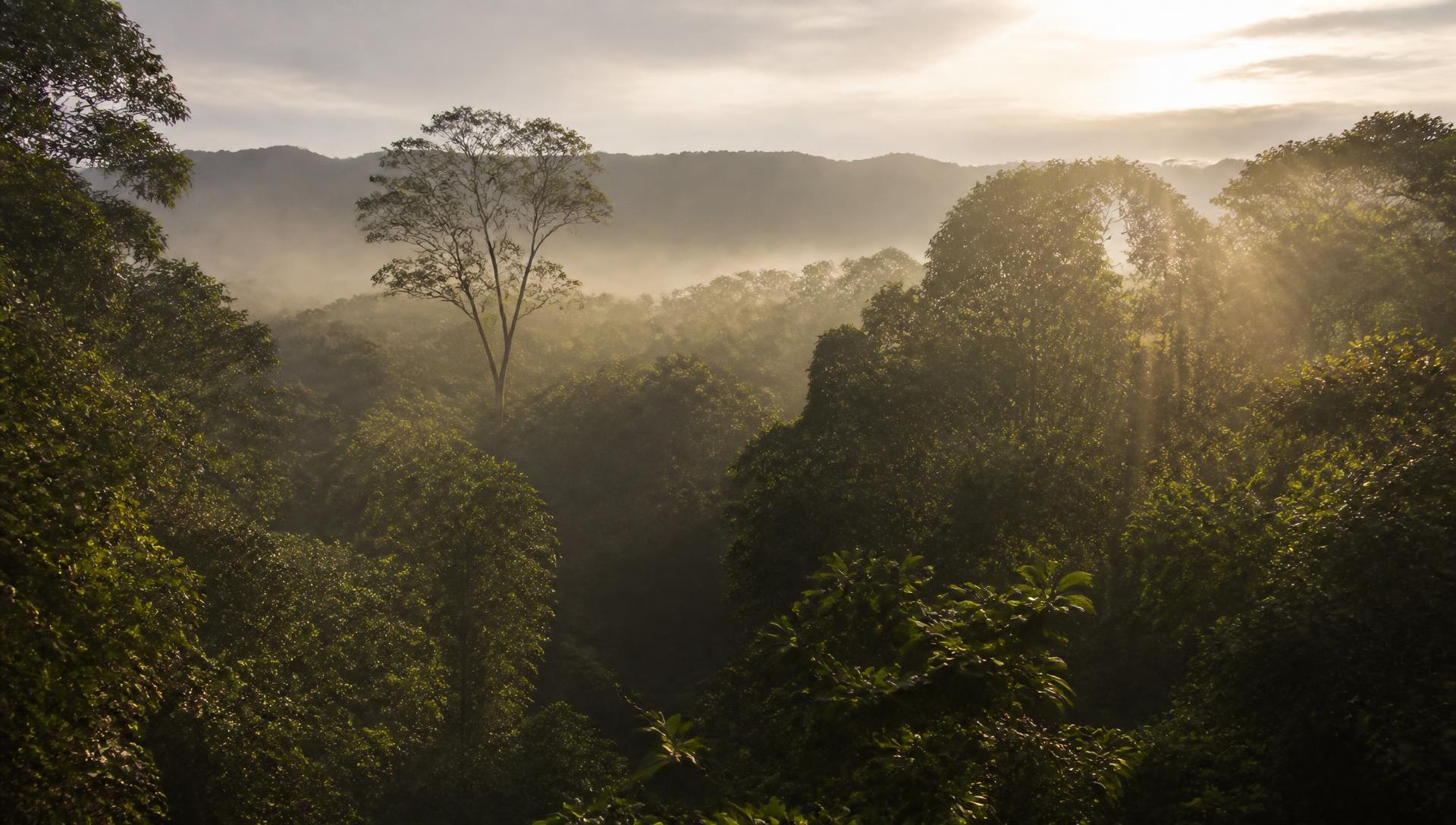 Amanecer sobre un bosque con niebla suave